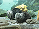 Cute Sea Otters in KAIYUKAN Aquarium in Osaka