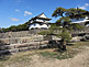 Pine tree at Osaka Castle