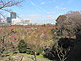 Flowering Plum And Cherry Trees in Osaka Castle Park