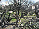 Flowering Plum Tree in Osaka Castle Park