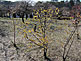 Osaka Castle Park
