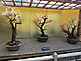 3 Bonsai Trees in Osaka Castle Park