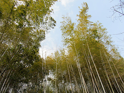 Hattori Ryokuchi Park Bamboo Forest