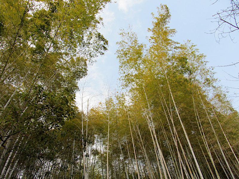 Bamboo Forest within Hattori Ryokuchi Park in Osaka