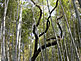 Bamboo Forest within Hattori Ryokuchi Park in Osaka