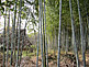 Bamboo Forest within Hattori Ryokuchi Park in Osaka