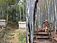 Hidden Shrine in Bamboo Forest within Hattori Ryokuchi Park in Osaka