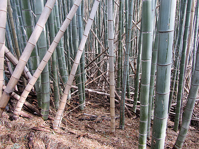 Bamboo Forest within Hattori Ryokuchi Park in Osaka