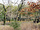 Bamboo Forest within Hattori Ryokuchi Park in Osaka