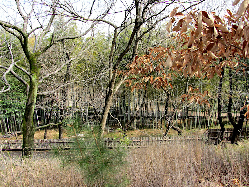 Bamboo Forest within Hattori Ryokuchi Park in Osaka