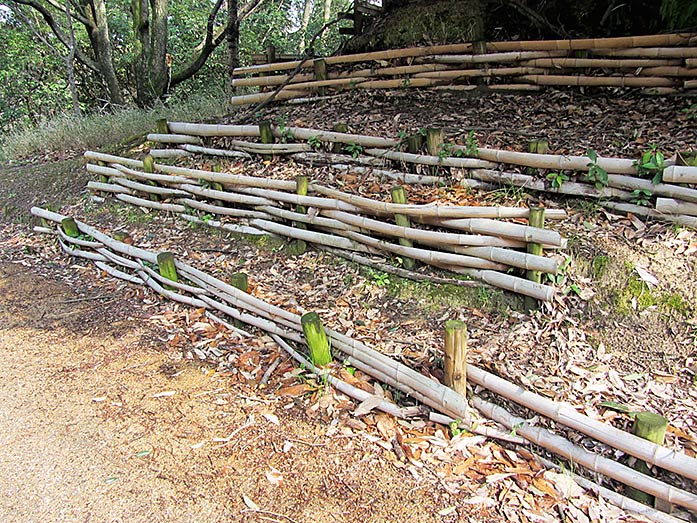 Bamboo Forest within Hattori Ryokuchi Park in Osaka