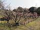 Plum Trees in Open Air Museum in Hattori Ryokuchi Park in Osaka