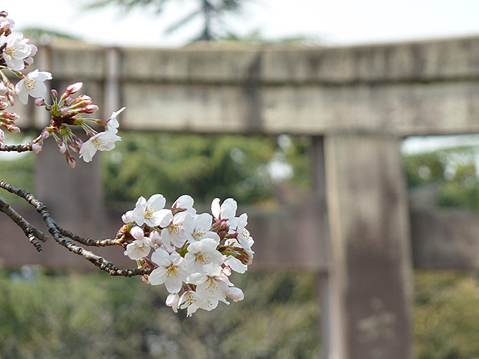 Cherry Blossom at Hokoku-jinja Shrine in Osaka Castle Park