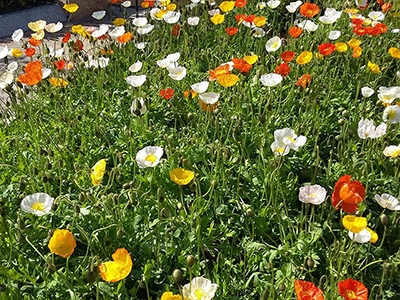 Osaka Namba Parks