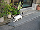 Cat Strolling in Akihabara, Chiyoda-ku in Tokyo