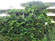 Nature is taking over a building in Futako Tamagawa, Tokyo