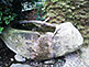 Stone For Purification in Futako Tamagawa in Setagaya, Tokyo