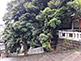 Stairs Leading to Main Gate at Akasaka Hie Shrine in Tokyo
