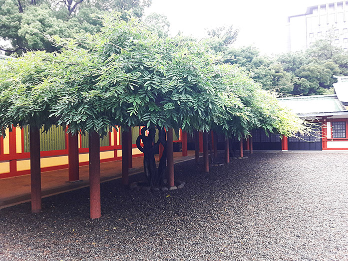 Wisteria at Akasaka Hie Shrine in Tokyo