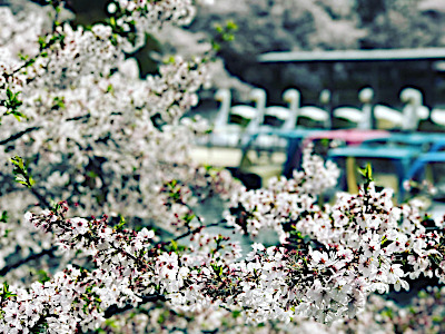 Inokashira Park Cherry Blosssom in Tokyo