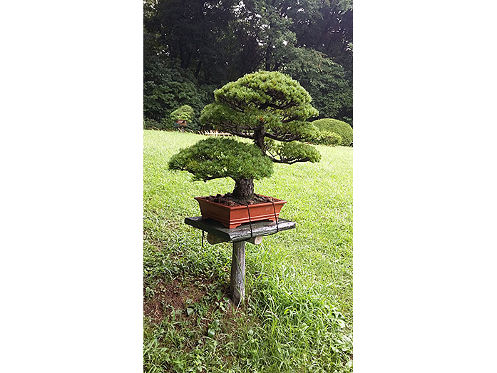 Beautiful Bonsai in Meiji Jingu in Tokyo