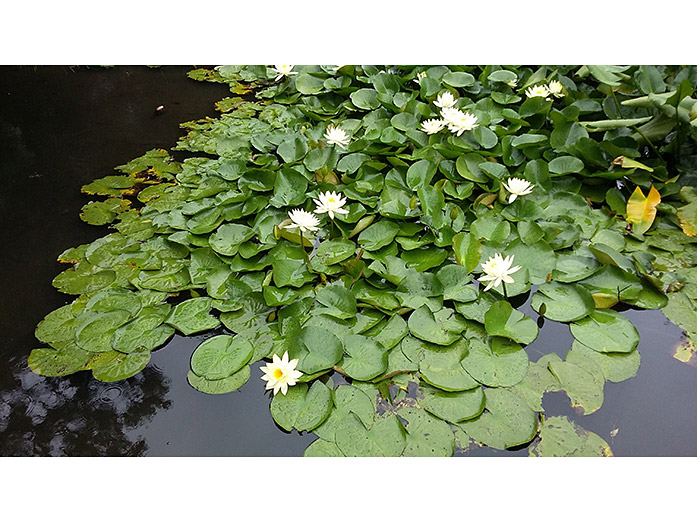 Meiji Jingu Nan-chi Pond Water Lilies in Tokyo