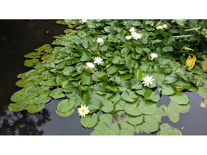 Water Lilies on Nan-chi Pond in Meiji Jingu in Tokyo