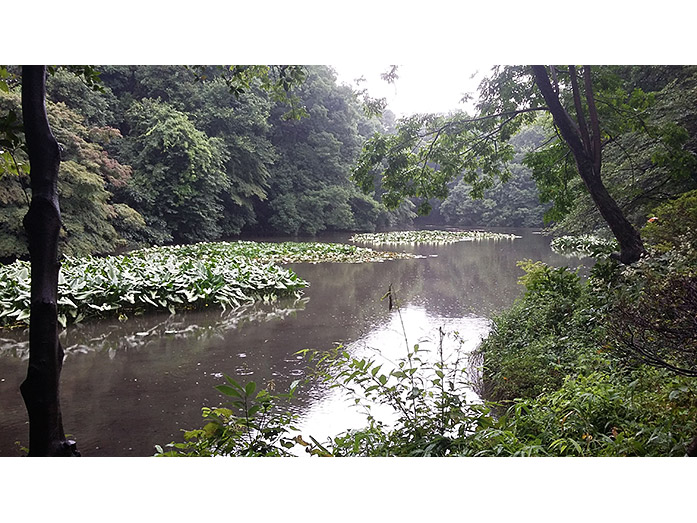 Meiji Jingu Nan-chi Pond (South Pond) in Tokyo