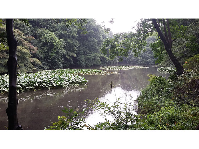 Nan-chi Pond (South Pond) of Meiji Jingu in Tokyo