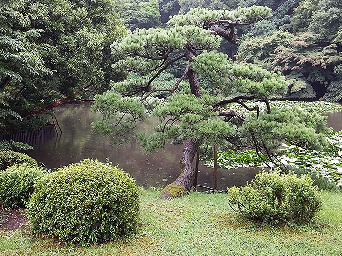 Meiji Jingu Nan-chi Pond (South Pond) in Tokyo
