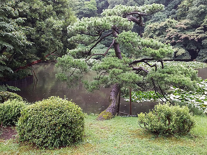 Nan-chi Pond (South Pond) of Meiji Jingu in Tokyo