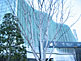 Glass Facade of the National Art Center in Tokyo