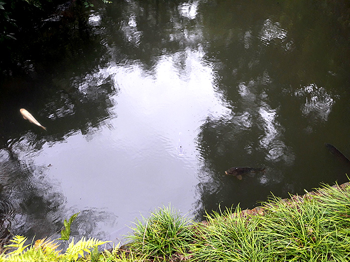 Pond Koi Rikugien Garden in Tokyo