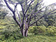 Tree in Rikugien Garden in Tokyo