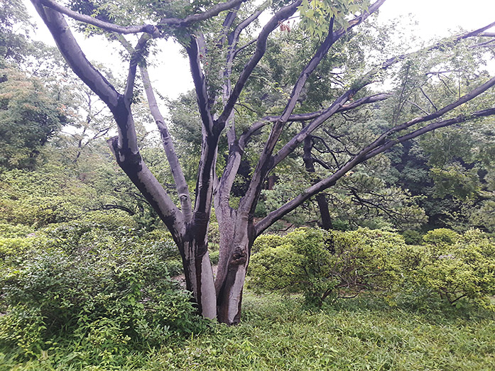 Tree Rikugien Garden in Tokyo