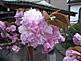 Cherry Blossom in Roppongi District in Tokyo