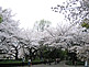 Cherry Blossom Season in Shinjuku Gyoen in Tokyo
