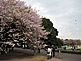 Cherry Blossom Season (Sakura) in Shinjuku Gyoen in Tokyo