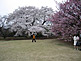 Cherry Blossom Season (Sakura) in Shinjuku Gyoen in Tokyo