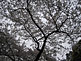 Cherry Blossom Season in Shinjuku Gyoen in Tokyo