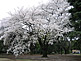 Cherry Blossom Season (Sakura) in Shinjuku Gyoen in Tokyo