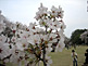 Cherry Blossom Season in Shinjuku Gyoen in Tokyo