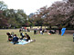 Hanami Picnic in Shinjuku Gyoen in Tokyo
