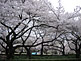 Cherry Blossom Season in Shinjuku Gyoen in Tokyo