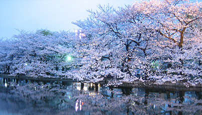 Tokyo Highlights Sakura