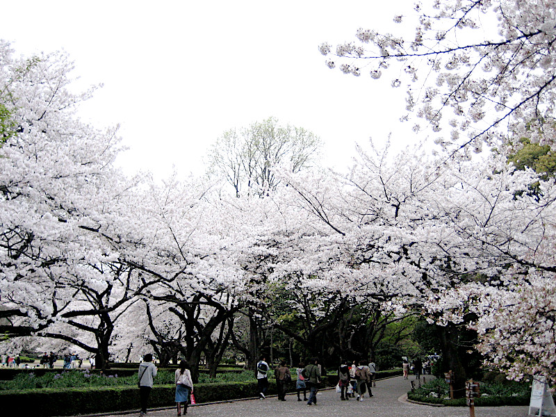 Shinjuku Gyoen Sakura in Tokyo