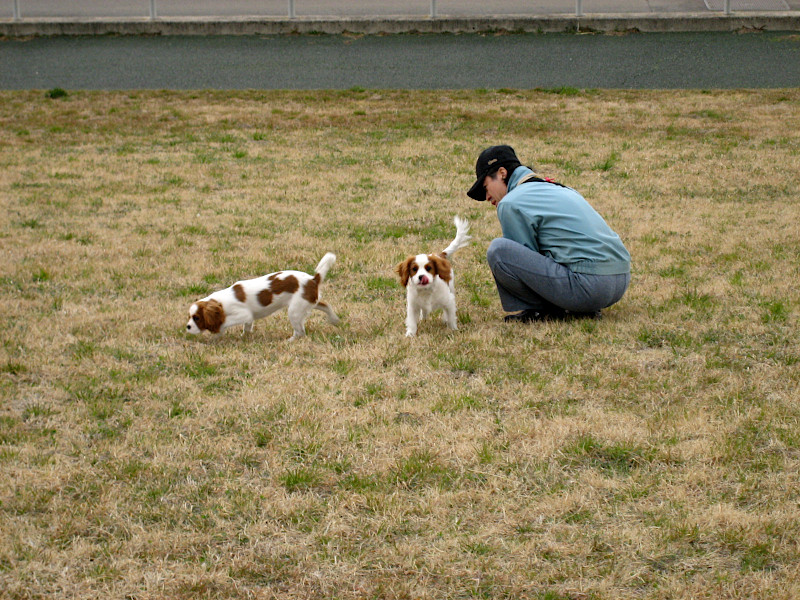 2 dogs in Akabane in Tokyo