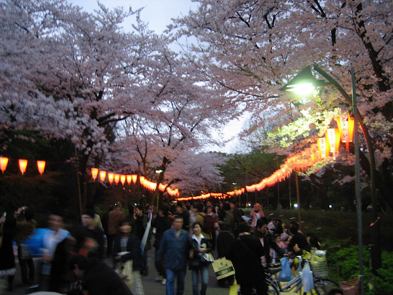 Ueno Park Hanami in Tokyo