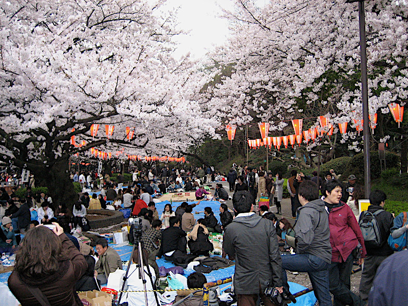 Hanami Cherry Blossom at Ueno Park in Tokyo
