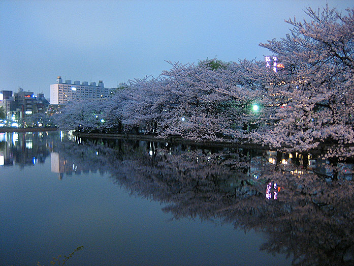 Cherry Blossom at Shinobazu Pond within Ueno Park in Tokyo